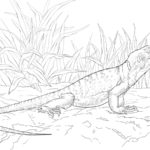 Raskrasil.com-Coloring-Pages-Lizard-71