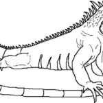 Raskrasil.com-Coloring-Pages-Lizard-73