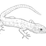 Raskrasil.com-Coloring-Pages-Lizard-76