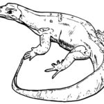 Raskrasil.com-Coloring-Pages-Lizard-79