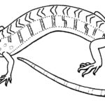 Raskrasil.com-Coloring-Pages-Lizard-81