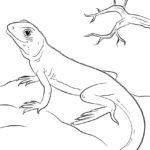 Raskrasil.com-Coloring-Pages-Lizard-82