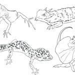 Raskrasil.com-Coloring-Pages-Lizard-83