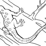 Raskrasil.com-Coloring-Pages-Lizard-87