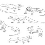 Raskrasil.com-Coloring-Pages-Lizard-88