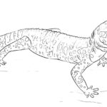 Raskrasil.com-Coloring-Pages-Lizard-91