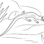 Raskrasil.com-Coloring-Pages-Lizard-92