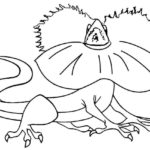 Raskrasil.com-Coloring-Pages-Lizard-97
