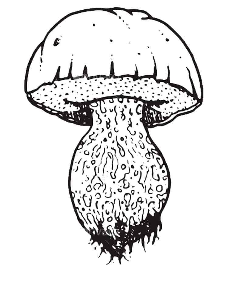 Raskrasil.com-Coloring-Pages-Mushrooms-104