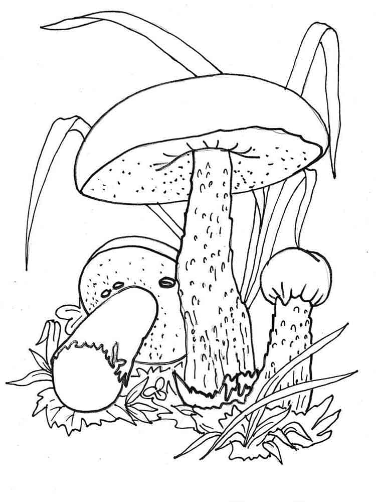 Raskrasil.com-Coloring-Pages-Mushrooms-25