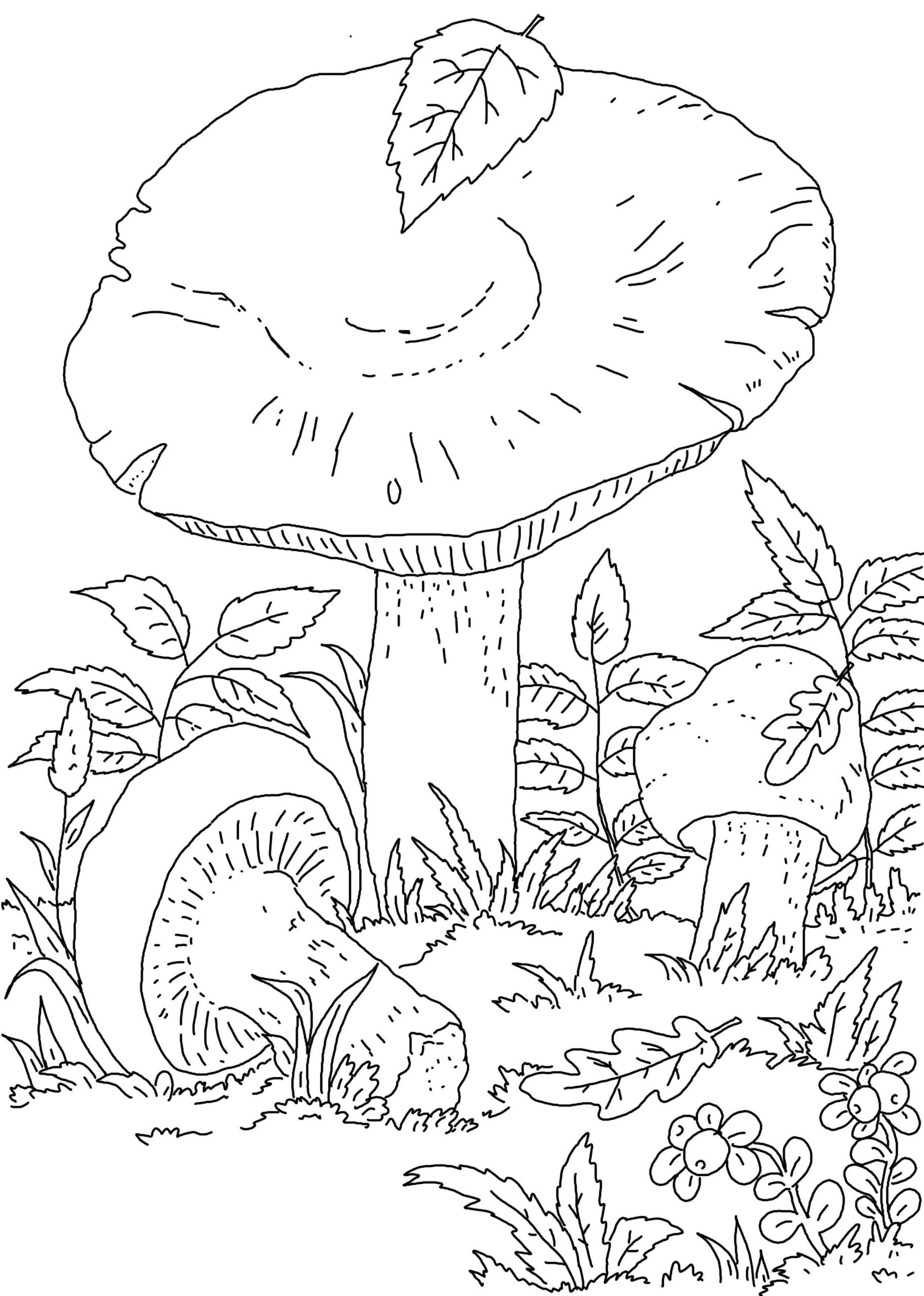 Raskrasil.com-Coloring-Pages-Mushrooms-32
