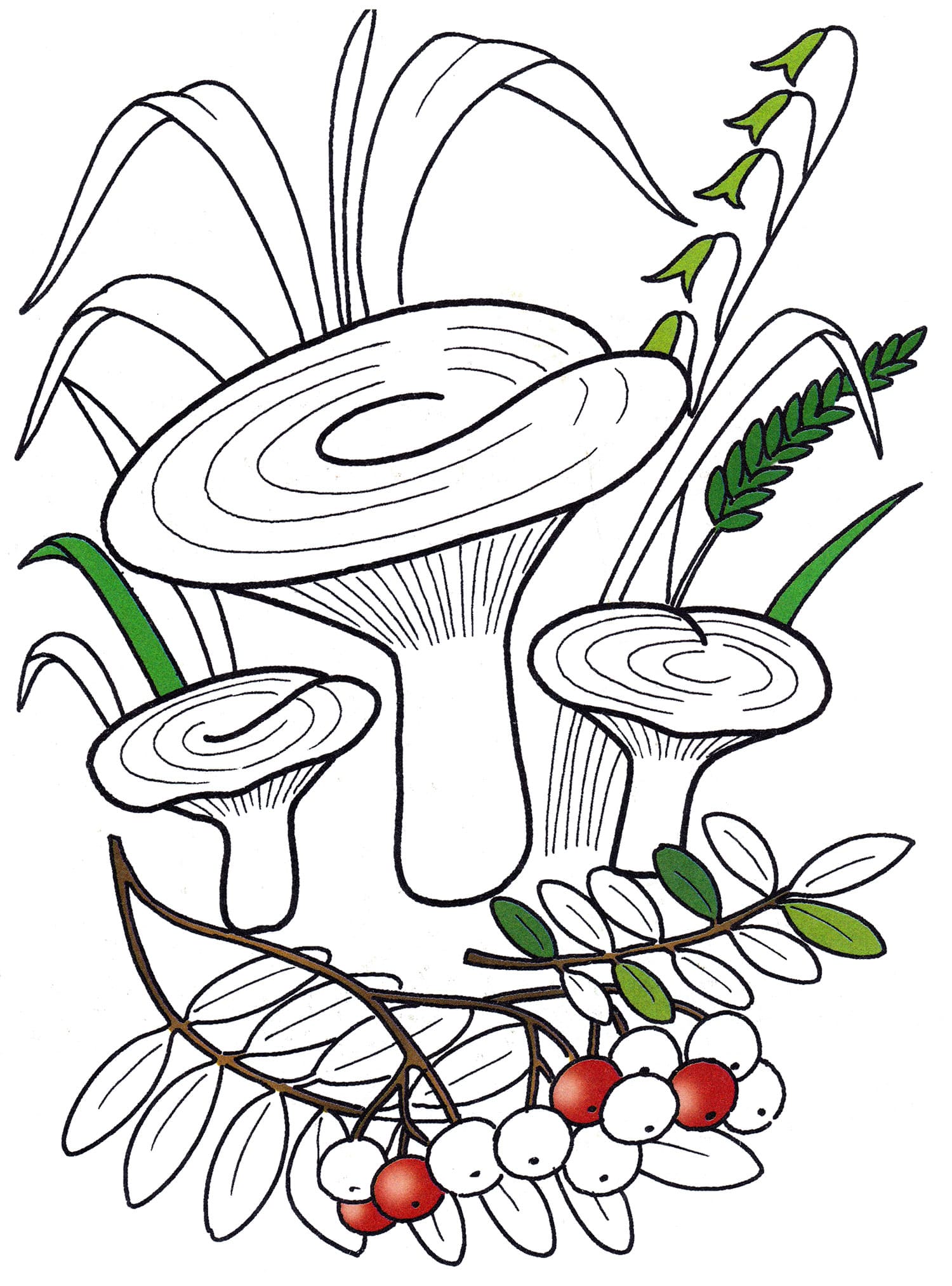 Raskrasil.com-Coloring-Pages-Mushrooms-41