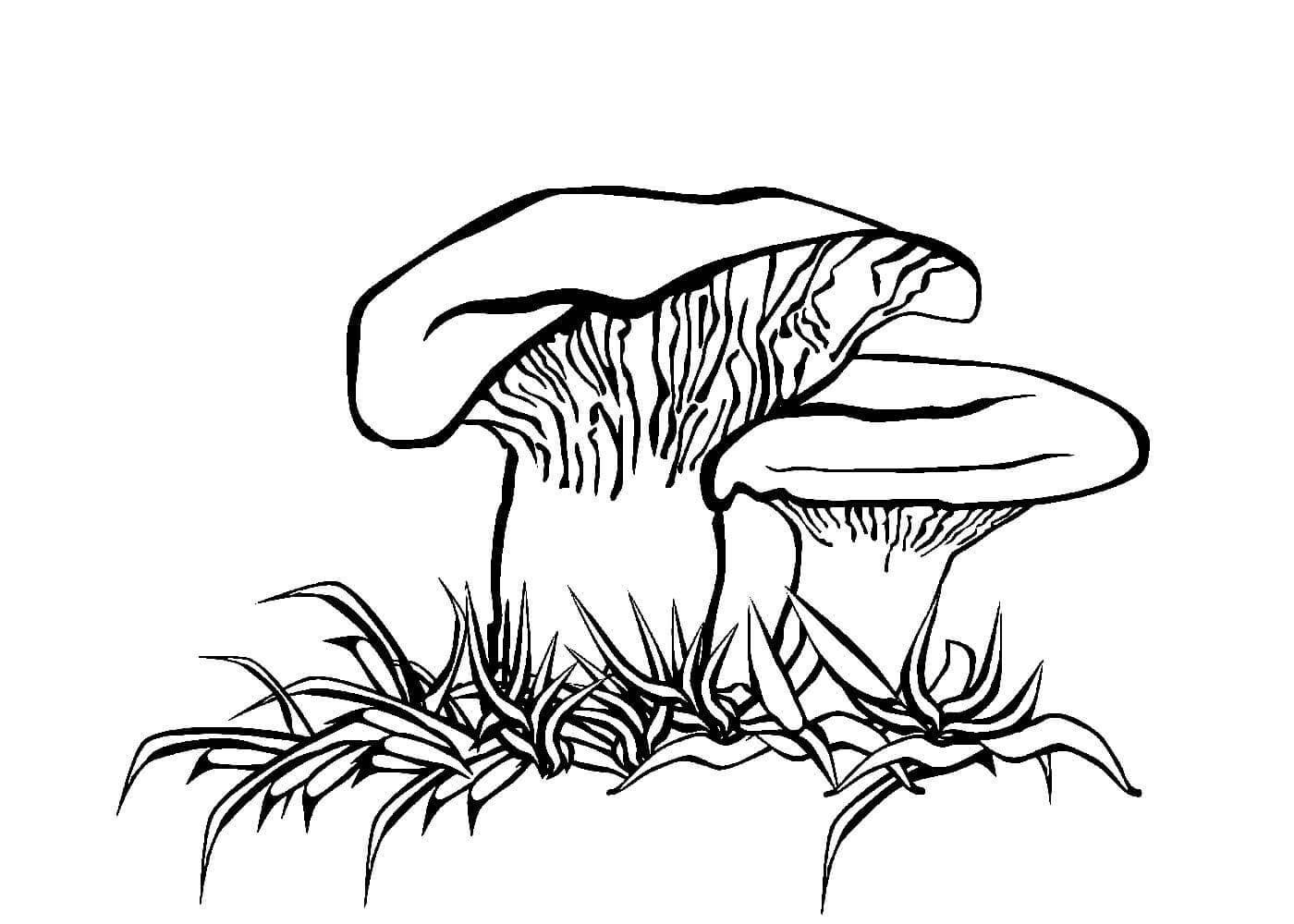 Raskrasil.com-Coloring-Pages-Mushrooms-84