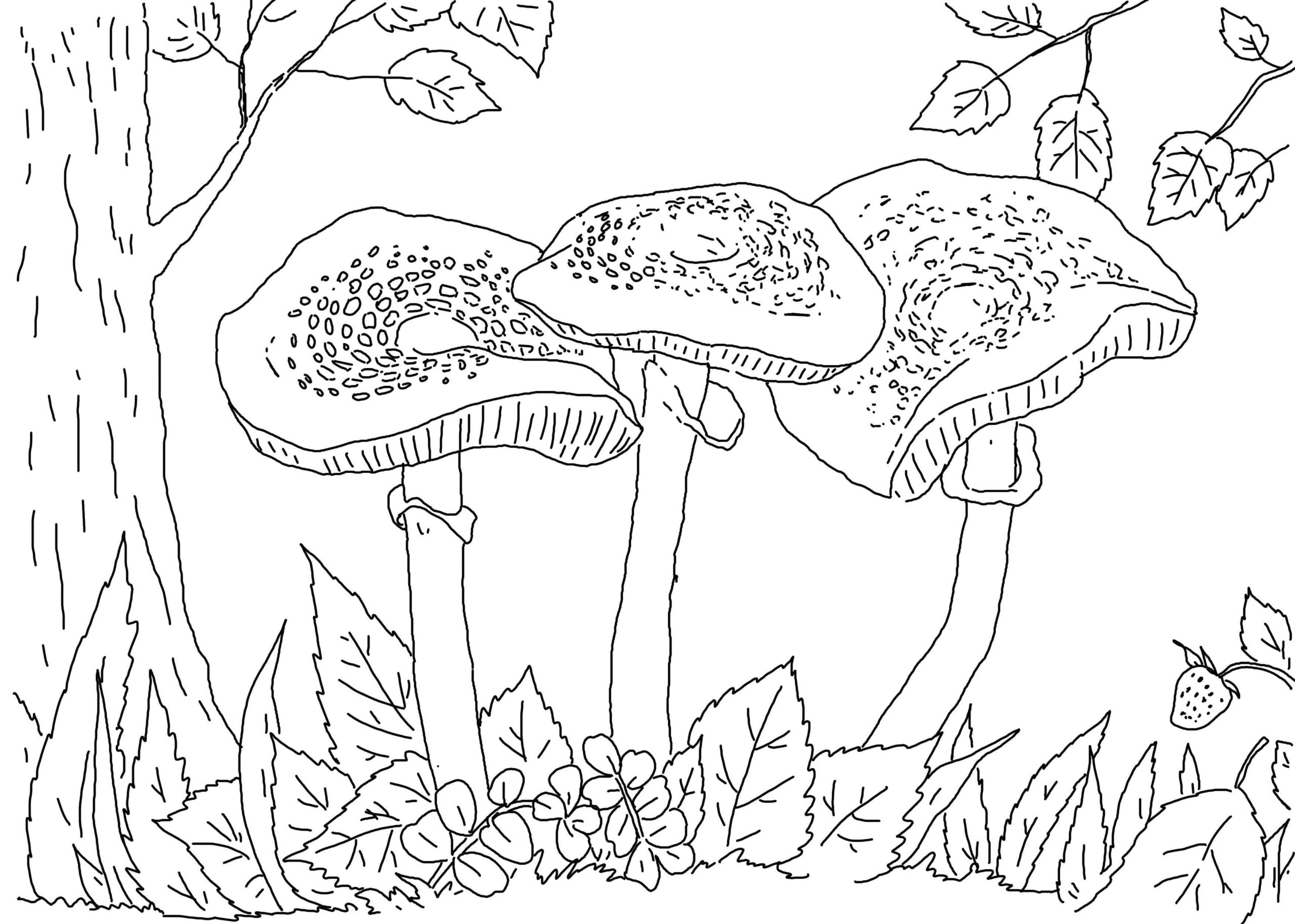 Raskrasil.com-Coloring-Pages-Mushrooms-96