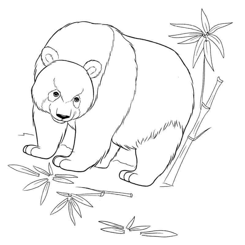 Disegni di Panda da colorare - 100 immagini per la stampa gratuita