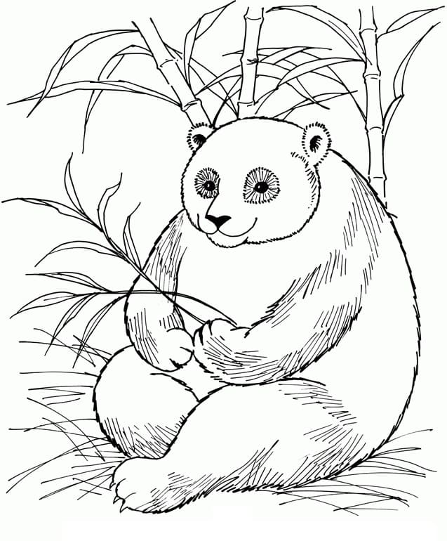 Panda Coloring Pages | 100 Pictures Free Printable