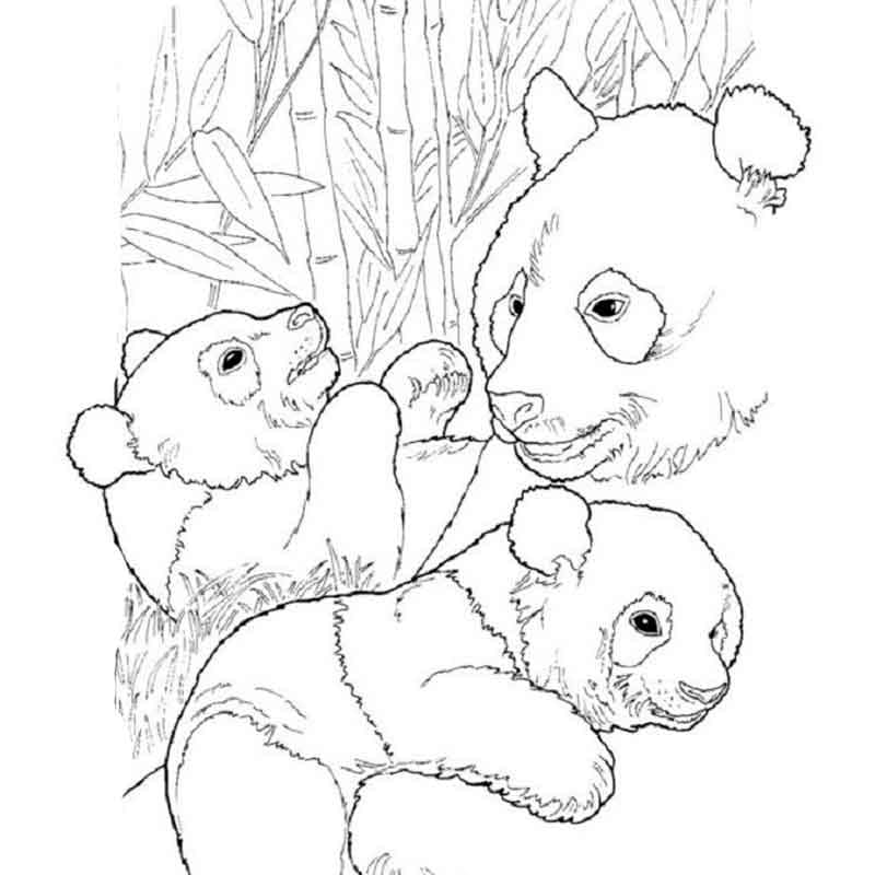 página para colorir da família panda para criança 16398367 Vetor