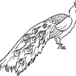 Raskrasil.com-Coloring-Pages-Peacock-108
