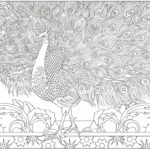 Raskrasil.com-Coloring-Pages-Peacock-19