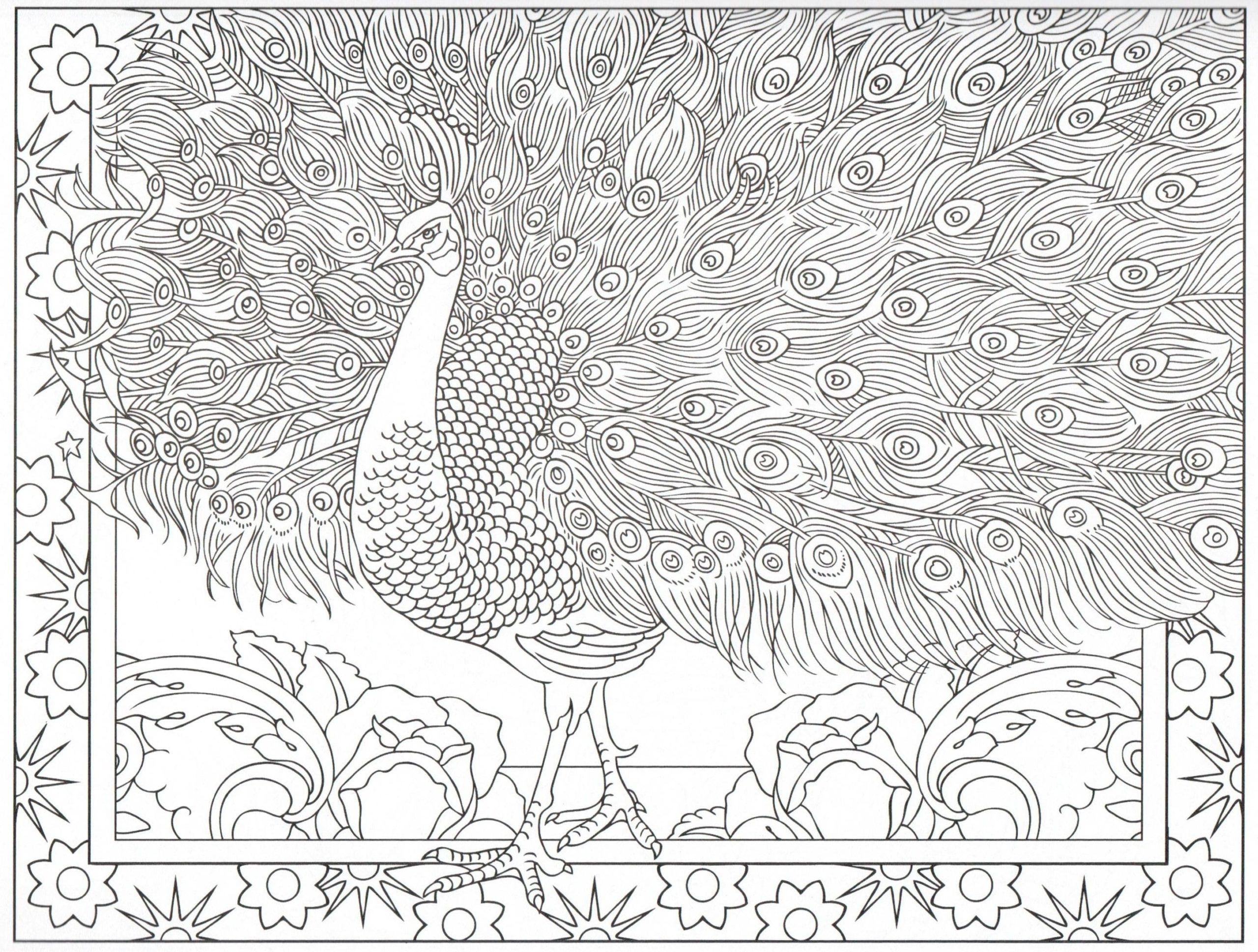 Raskrasil.com-Coloring-Pages-Peacock-19