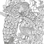 Raskrasil.com-Coloring-Pages-Peacock-2