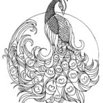 Raskrasil.com-Coloring-Pages-Peacock-23