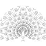 Raskrasil.com-Coloring-Pages-Peacock-32