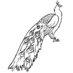 Raskrasil.com-Coloring-Pages-Peacock-49