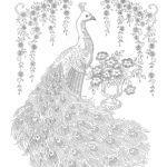 Raskrasil.com-Coloring-Pages-Peacock-51