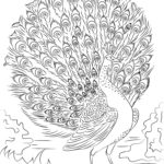 Raskrasil.com-Coloring-Pages-Peacock-6