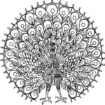 Raskrasil.com-Coloring-Pages-Peacock-62