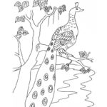 Raskrasil.com-Coloring-Pages-Peacock-74
