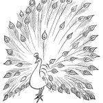 Raskrasil.com-Coloring-Pages-Peacock-78