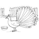 Raskrasil.com-Coloring-Pages-Peacock-79