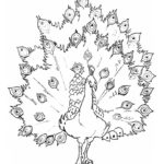 Raskrasil.com-Coloring-Pages-Peacock-84
