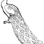 Raskrasil.com-Coloring-Pages-Peacock-85