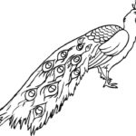 Raskrasil.com-Coloring-Pages-Peacock-92