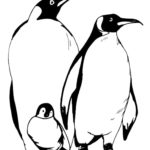 Raskrasil.com-Coloring-Pages-Penguin-19