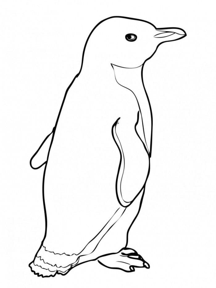 Raskrasil.com-Coloring-Pages-Penguin-35