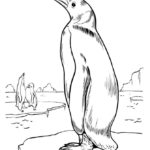 Raskrasil.com-Coloring-Pages-Penguin-46