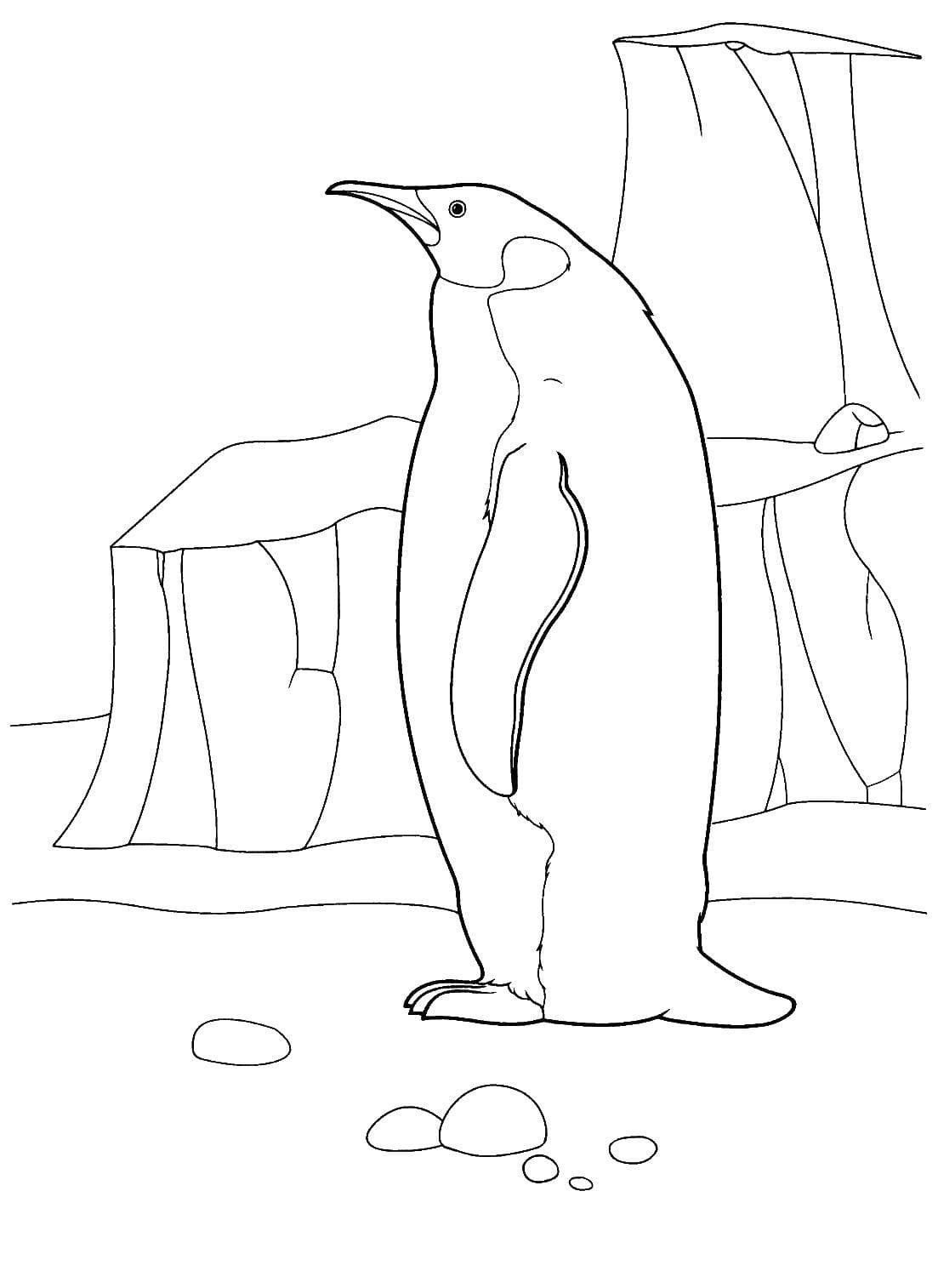 Raskrasil.com-Coloring-Pages-Penguin-65