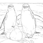 Raskrasil.com-Coloring-Pages-Penguin-68