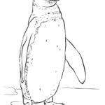Raskrasil.com-Coloring-Pages-Penguin-98