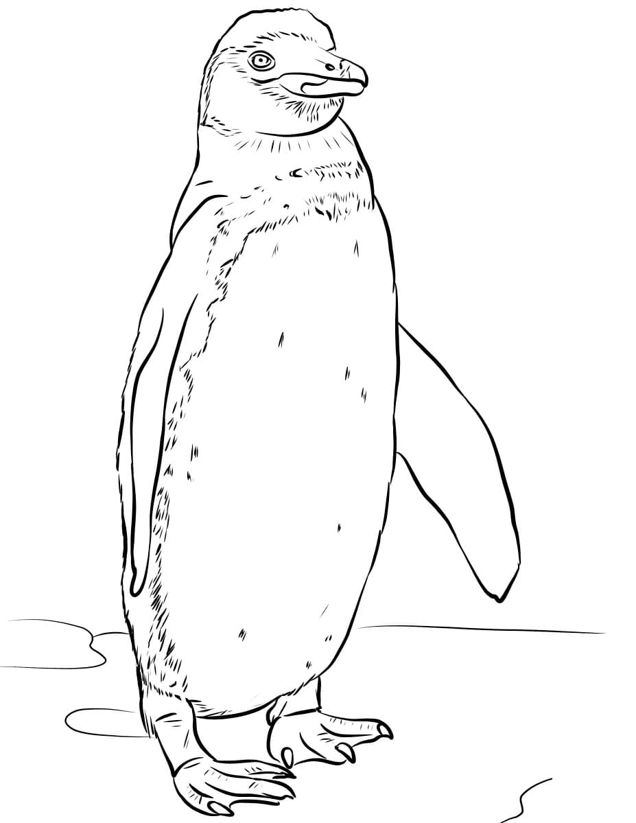 Raskrasil.com-Coloring-Pages-Penguin-98