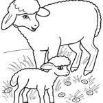 Raskrasil.com-Coloring-Pages-Pets-33