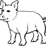 Raskrasil.com-Coloring-Pages-Pets-54
