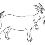 Raskrasil.com-Coloring-Pages-Pets-73
