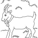 Raskrasil.com-Coloring-Pages-Pets-75