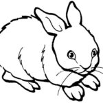 Raskrasil.com-Coloring-Pages-Pets-76