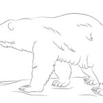 Raskrasil.com-Coloring-Pages-Polar-Beer-13